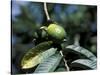 Ripening Guava Fruit, Wilson Botanical Gardens, San Vito, Costa Rica-Cindy Miller Hopkins-Stretched Canvas