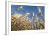 Ripening Heads of Soft White Wheat, Palouse Region of Washington-Greg Probst-Framed Photographic Print