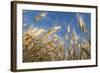 Ripening Heads of Soft White Wheat, Palouse Region of Washington-Greg Probst-Framed Photographic Print