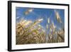 Ripening Heads of Soft White Wheat, Palouse Region of Washington-Greg Probst-Framed Photographic Print