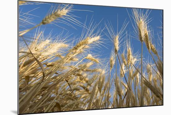 Ripening Heads of Soft White Wheat, Palouse Region of Washington-Greg Probst-Mounted Photographic Print