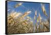 Ripening Heads of Soft White Wheat, Palouse Region of Washington-Greg Probst-Framed Stretched Canvas