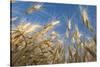 Ripening Heads of Soft White Wheat, Palouse Region of Washington-Greg Probst-Stretched Canvas