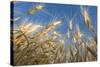 Ripening Heads of Soft White Wheat, Palouse Region of Washington-Greg Probst-Stretched Canvas