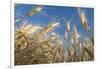 Ripening Heads of Soft White Wheat, Palouse Region of Washington-Greg Probst-Framed Photographic Print