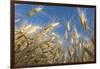 Ripening Heads of Soft White Wheat, Palouse Region of Washington-Greg Probst-Framed Photographic Print