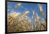 Ripening Heads of Soft White Wheat, Palouse Region of Washington-Greg Probst-Framed Photographic Print