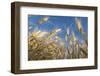 Ripening Heads of Soft White Wheat, Palouse Region of Washington-Greg Probst-Framed Photographic Print