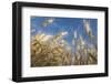 Ripening Heads of Soft White Wheat, Palouse Region of Washington-Greg Probst-Framed Photographic Print