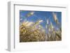 Ripening Heads of Soft White Wheat, Palouse Region of Washington-Greg Probst-Framed Photographic Print