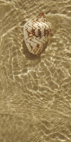 'Ripple Shell II' Giclee Print - Tony Koukos | AllPosters.com