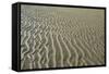 Ripples in sand, inter-tidal sands on coast, North Norfolk, England-Gary Smith-Framed Stretched Canvas