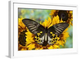 Rippon's Birdwing Butterfly, Female, Troides Hypolitus-Darrell Gulin-Framed Photographic Print