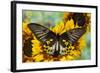 Rippon's Birdwing Butterfly, Female, Troides Hypolitus-Darrell Gulin-Framed Photographic Print