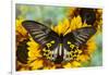 Rippon's Birdwing Butterfly, Female, Troides Hypolitus-Darrell Gulin-Framed Premium Photographic Print