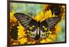 Rippon's Birdwing Butterfly, Female, Troides Hypolitus-Darrell Gulin-Framed Premium Photographic Print