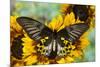 Rippon's Birdwing Butterfly, Female, Troides Hypolitus-Darrell Gulin-Mounted Premium Photographic Print