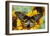 Rippon's Birdwing Butterfly, Female, Troides Hypolitus-Darrell Gulin-Framed Photographic Print