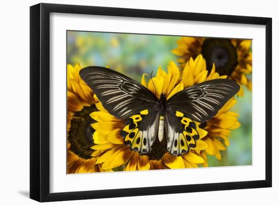 Rippon's Birdwing Butterfly, Female, Troides Hypolitus-Darrell Gulin-Framed Photographic Print