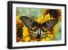 Rippon's Birdwing Butterfly, Female, Troides Hypolitus-Darrell Gulin-Framed Photographic Print