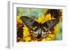 Rippon's Birdwing Butterfly, Female, Troides Hypolitus-Darrell Gulin-Framed Photographic Print