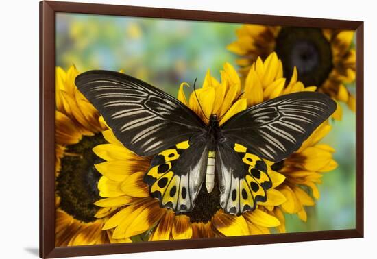 Rippon's Birdwing Butterfly, Female, Troides Hypolitus-Darrell Gulin-Framed Photographic Print