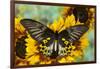 Rippon's Birdwing Butterfly, Female, Troides Hypolitus-Darrell Gulin-Framed Photographic Print