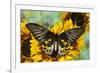 Rippon's Birdwing Butterfly, Female, Troides Hypolitus-Darrell Gulin-Framed Photographic Print