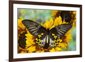 Rippon's Birdwing Butterfly, Female, Troides Hypolitus-Darrell Gulin-Framed Photographic Print