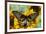 Rippon's Birdwing Butterfly, Female, Troides Hypolitus-Darrell Gulin-Framed Photographic Print
