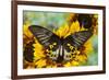 Rippon's Birdwing Butterfly, Female, Troides Hypolitus-Darrell Gulin-Framed Photographic Print