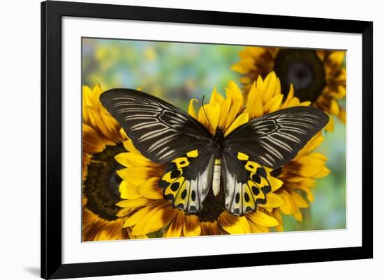 Rippon's Birdwing Butterfly, Female, Troides Hypolitus-Darrell Gulin-Framed Photographic Print