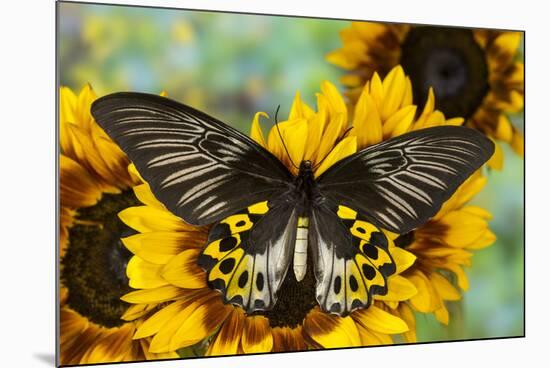Rippon's Birdwing Butterfly, Female, Troides Hypolitus-Darrell Gulin-Mounted Photographic Print