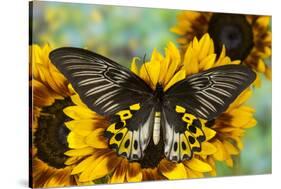 Rippon's Birdwing Butterfly, Female, Troides Hypolitus-Darrell Gulin-Stretched Canvas