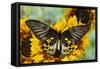 Rippon's Birdwing Butterfly, Female, Troides Hypolitus-Darrell Gulin-Framed Stretched Canvas