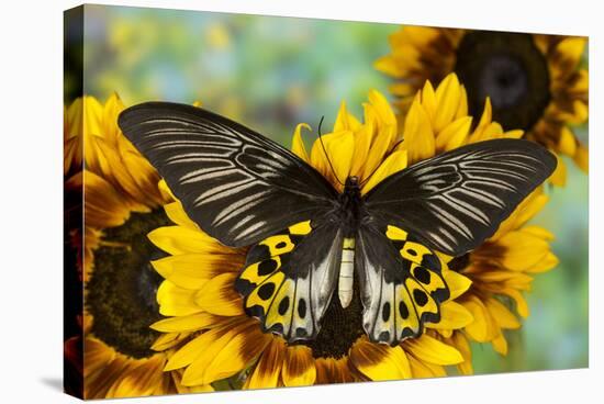 Rippon's Birdwing Butterfly, Female, Troides Hypolitus-Darrell Gulin-Stretched Canvas