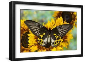 Rippon's Birdwing Butterfly, Female, Troides Hypolitus-Darrell Gulin-Framed Premium Photographic Print