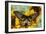 Rippon's Birdwing Butterfly, Female, Troides Hypolitus-Darrell Gulin-Framed Premium Photographic Print