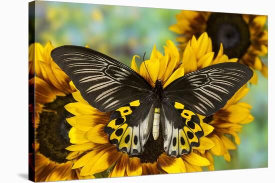 Rippon's Birdwing Butterfly, Female, Troides Hypolitus-Darrell Gulin-Stretched Canvas