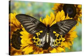 Rippon's Birdwing Butterfly, Female, Troides Hypolitus-Darrell Gulin-Stretched Canvas