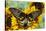 Rippon's Birdwing Butterfly, Female, Troides Hypolitus-Darrell Gulin-Stretched Canvas