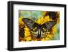 Rippon's Birdwing Butterfly, Female, Troides Hypolitus-Darrell Gulin-Framed Photographic Print