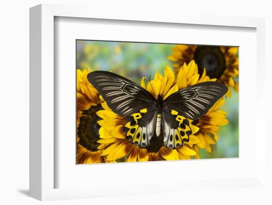 Rippon's Birdwing Butterfly, Female, Troides Hypolitus-Darrell Gulin-Framed Photographic Print