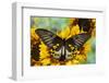 Rippon's Birdwing Butterfly, Female, Troides Hypolitus-Darrell Gulin-Framed Photographic Print