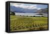 Rippon Vineyard on Lake Wanaka, Wanaka, Otago, South Island, New Zealand, Pacific-Stuart Black-Framed Stretched Canvas