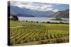 Rippon Vineyard on Lake Wanaka, Wanaka, Otago, South Island, New Zealand, Pacific-Stuart Black-Stretched Canvas