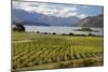 Rippon Vineyard on Lake Wanaka, Wanaka, Otago, South Island, New Zealand, Pacific-Stuart Black-Mounted Photographic Print