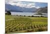Rippon Vineyard on Lake Wanaka, Wanaka, Otago, South Island, New Zealand, Pacific-Stuart Black-Mounted Photographic Print