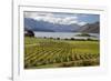 Rippon Vineyard on Lake Wanaka, Wanaka, Otago, South Island, New Zealand, Pacific-Stuart Black-Framed Photographic Print