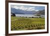 Rippon Vineyard on Lake Wanaka, Wanaka, Otago, South Island, New Zealand, Pacific-Stuart Black-Framed Photographic Print